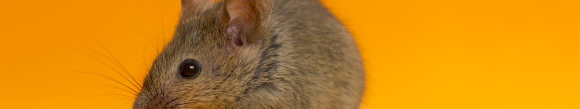 Protecting Your Home: What You Need to Know About Rodents